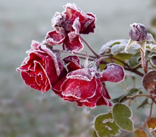 rose care tips: rose covered in frost