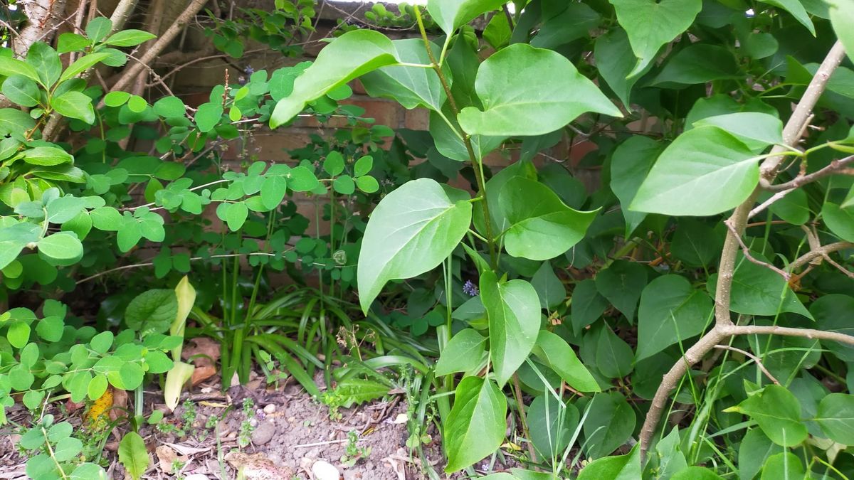 How to prune lilacs and when to do it Tom's Guide