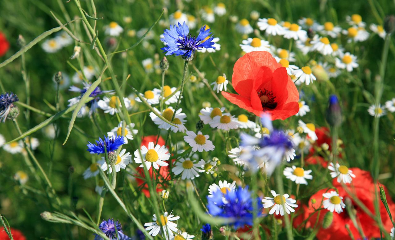 Wildflowers 