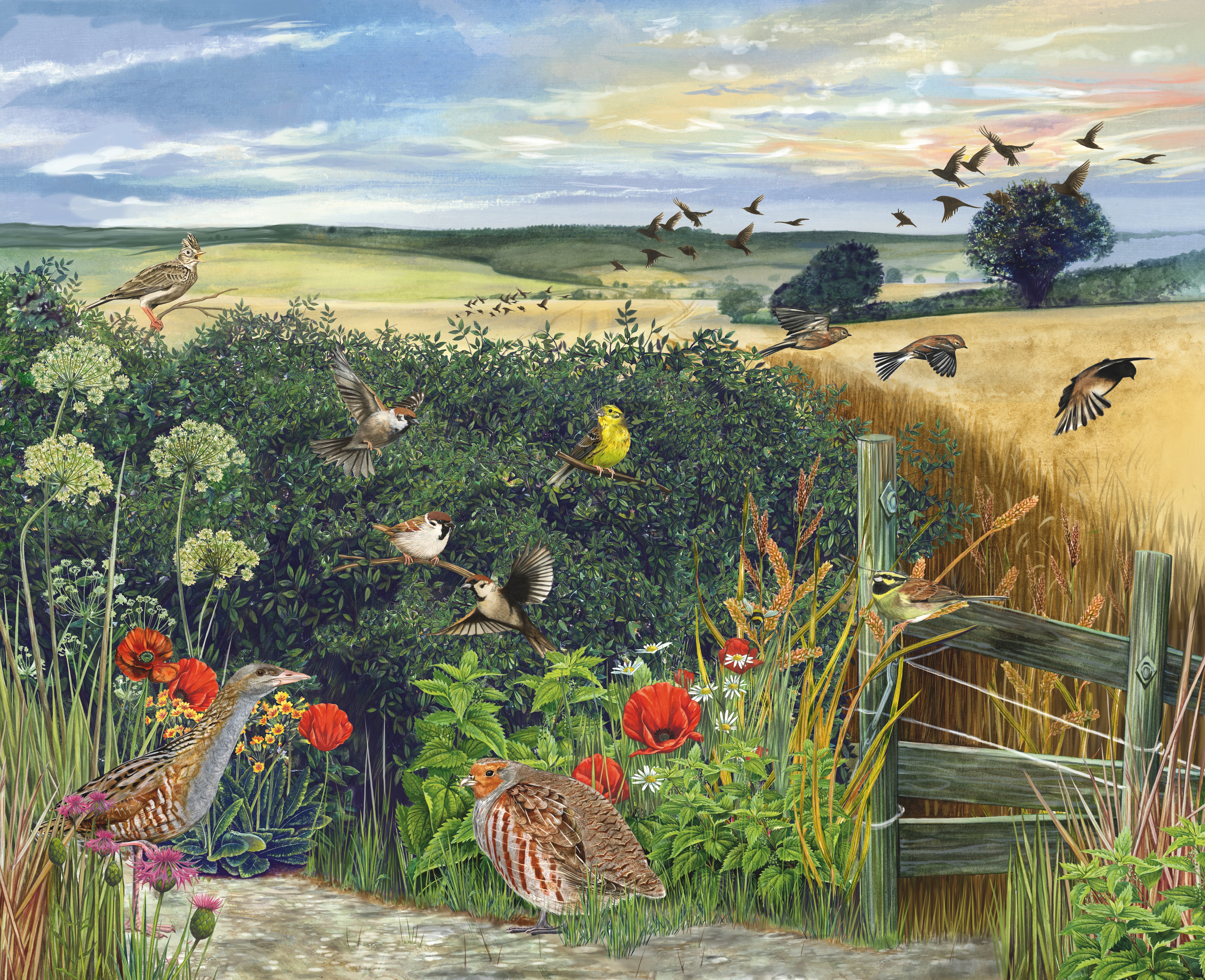 Illustration of British wildlife flocking round a countryside hedgerow 