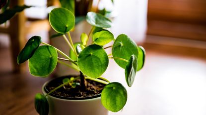 Chinese money plant care in a pot on an indoor table