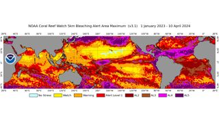 satellite image showing bands of orange, yellow and purple around earth's oceans, which indicate areas that experienced marine heat stress.