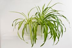 Two Yellowing Spider Houseplant Leaves