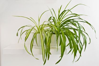 Two Yellowing Spider Houseplant Leaves