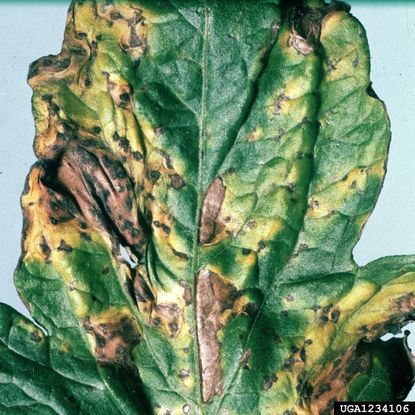 Gray Leaf Spot On Tomato Plant Leaf