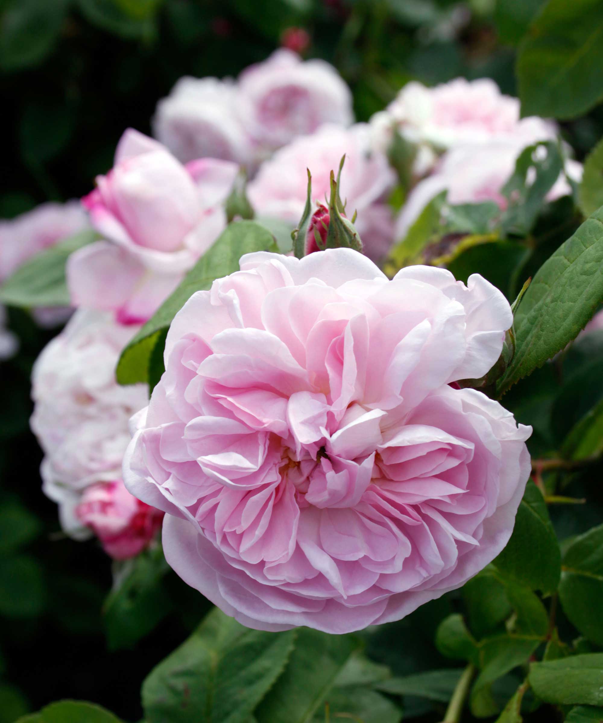 Heirloom roses: top tips for these classic blooms | Gardeningetc