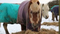 Redwings-hay-appeal-2.jpg