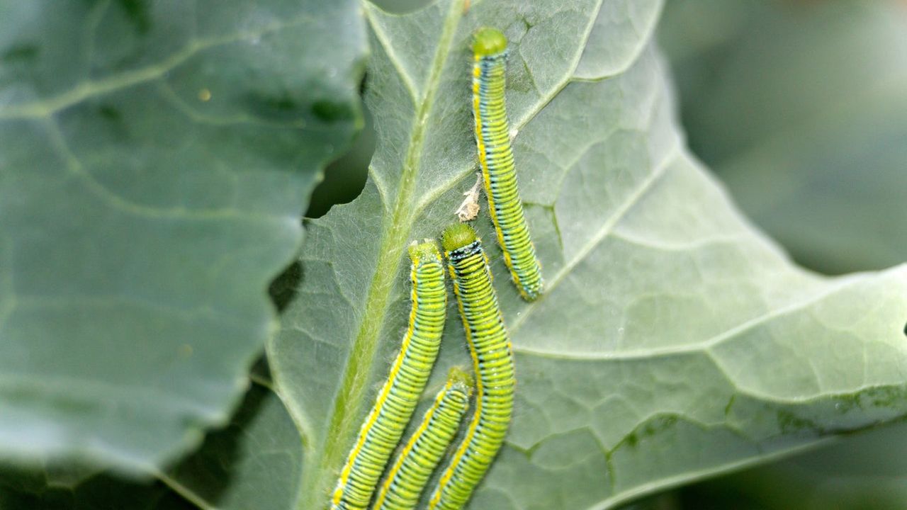 Pests On Green Leaf