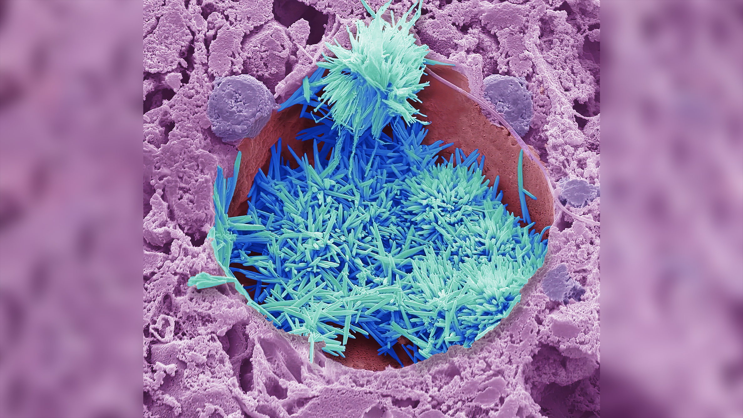 Close-up of colorful microcrystals in a purple and pink textured surface, showcasing intricate shapes and structures under electron microscopy