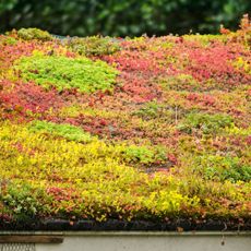 vegetation on a green roof