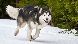 Alaskan Malamute