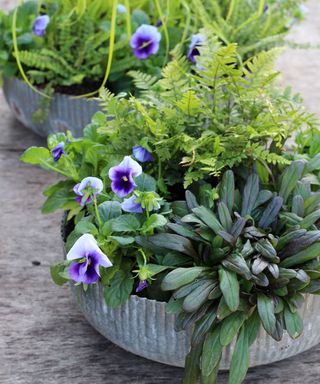 winter container planted up with pansies, Ajuga and evergreen ferns