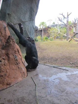 One of ten newly arrive chimpanzees uses a stick to fish cereal from the zoo's mock termite mound.