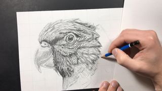 Person drawing a parrot with pencil and paper