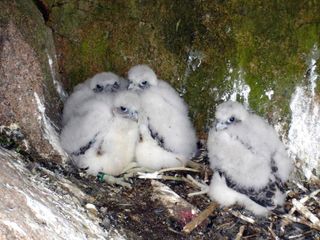 acadia-falcon-chicks
