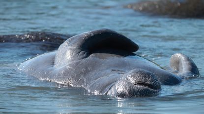 Endangered manatee in Florida