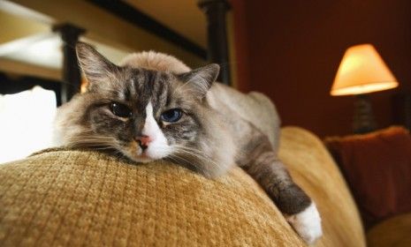 The Toxoplasma gondii parasite is commonly found in cat feces, and reportedly increases pet owners&amp;#039; risk of suicide.