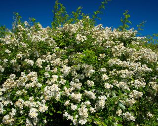 Multiflora rose (Rosa multiflora) in bloom in Oregon