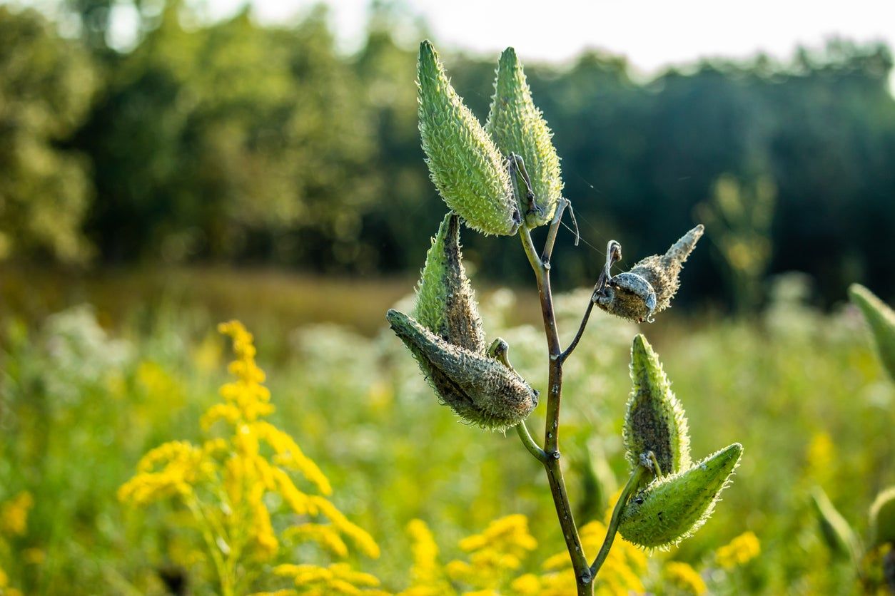 milkweed