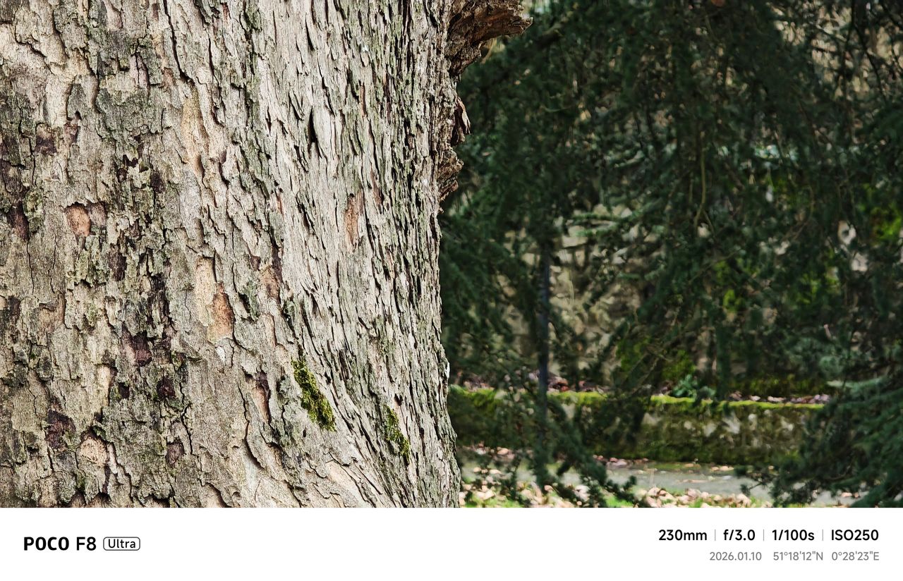 Tree in forest