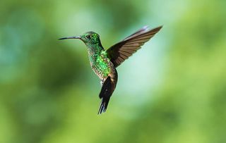 A hummingbird in Castara Bay on the Caribbean island of Tobago