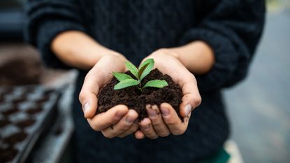 pH of soil : woman holding soil and seedling in hands