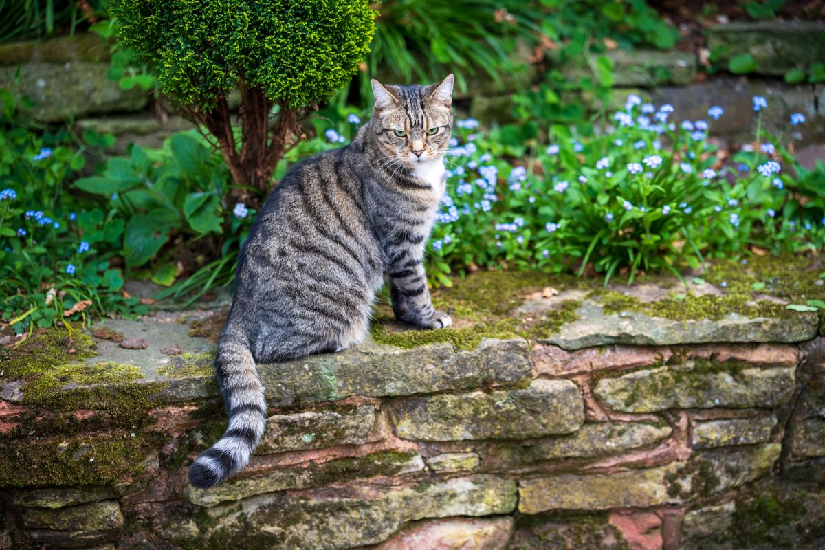 Sony FE 50-150mm f/2 G Master example shot