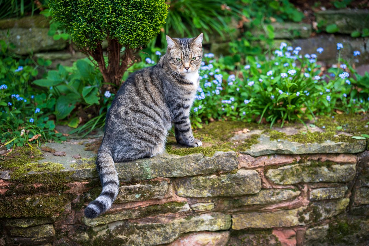 Sony FE 50-150mm f/2 G Master example shot