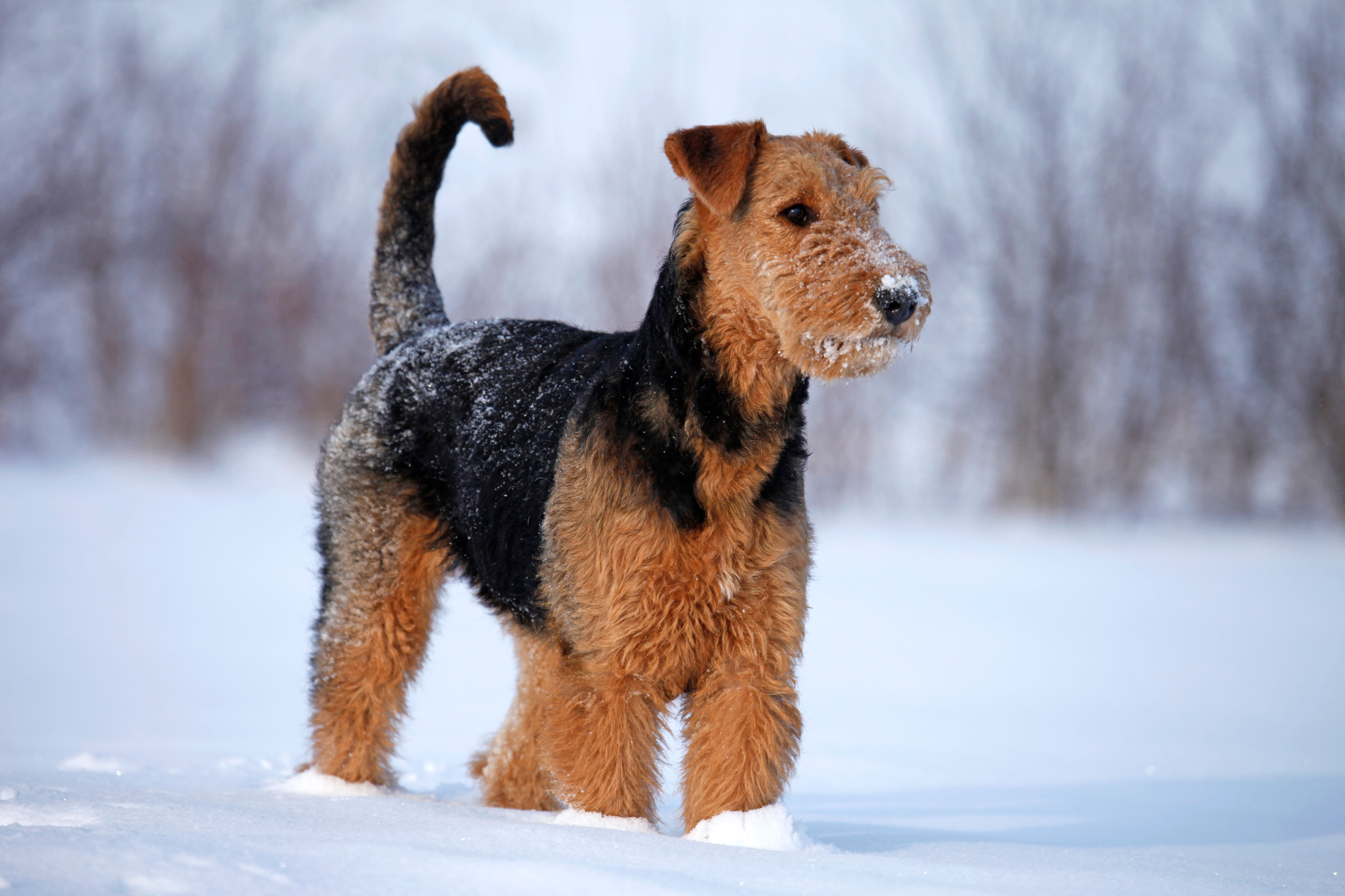 An Airedale terrier stands alert in the snow, its wiry tan-and-black coat dusted with frost — a picture of strength and stoicism in the winter cold.
