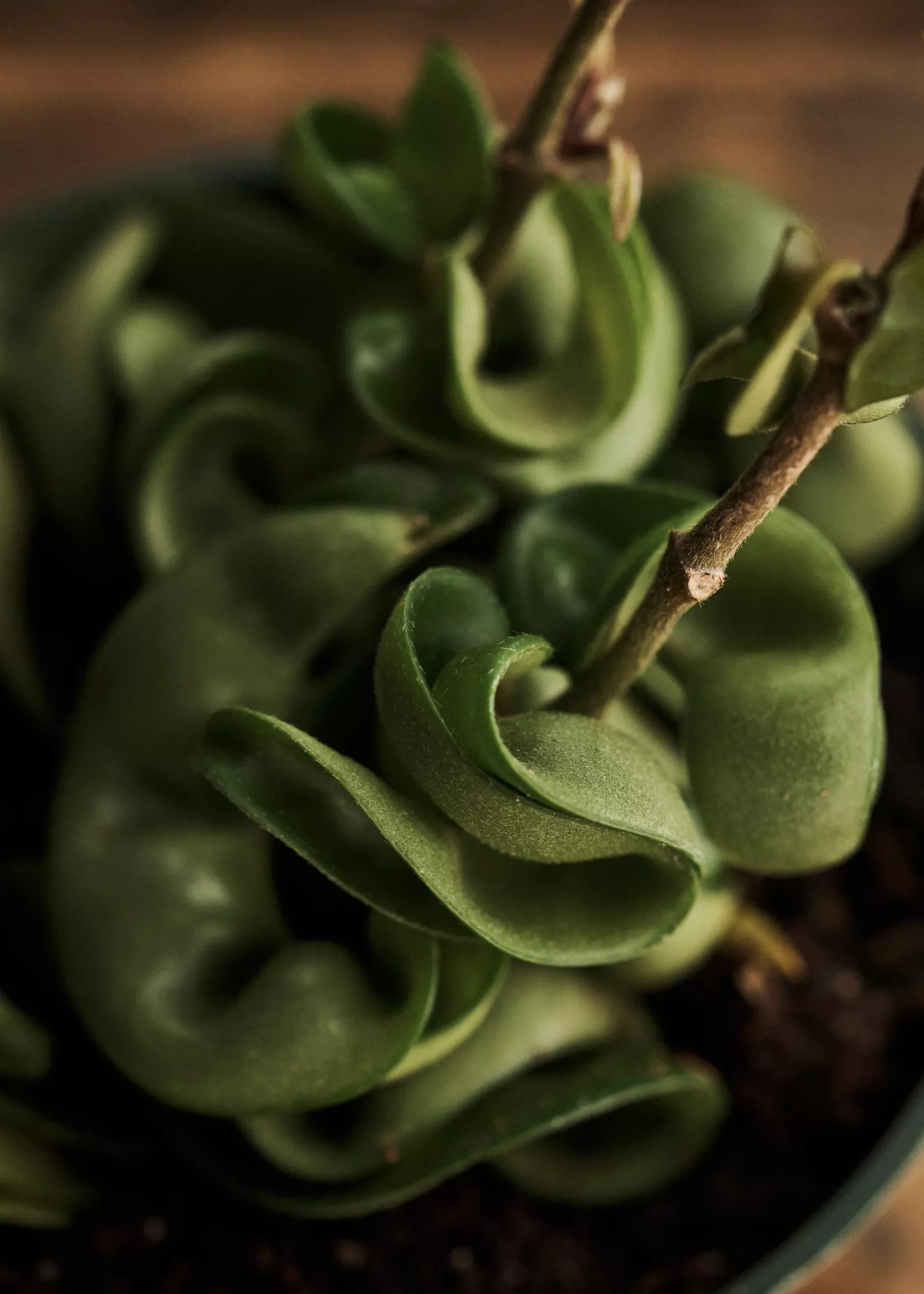 A close-up of a hoya compacta's leaves