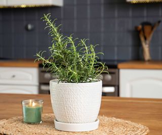 potted rosemary in kitchen