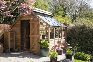wooden greenhouse attached to shed in garden