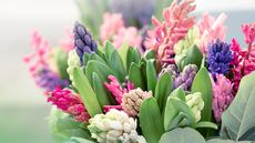 A bouquet of mixed colored hyacinths