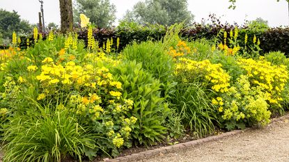 Yellow garden border with a mix of shrubs and ornamental grasses