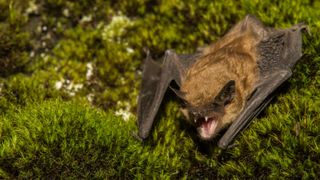 Large brown bat on mossy wall