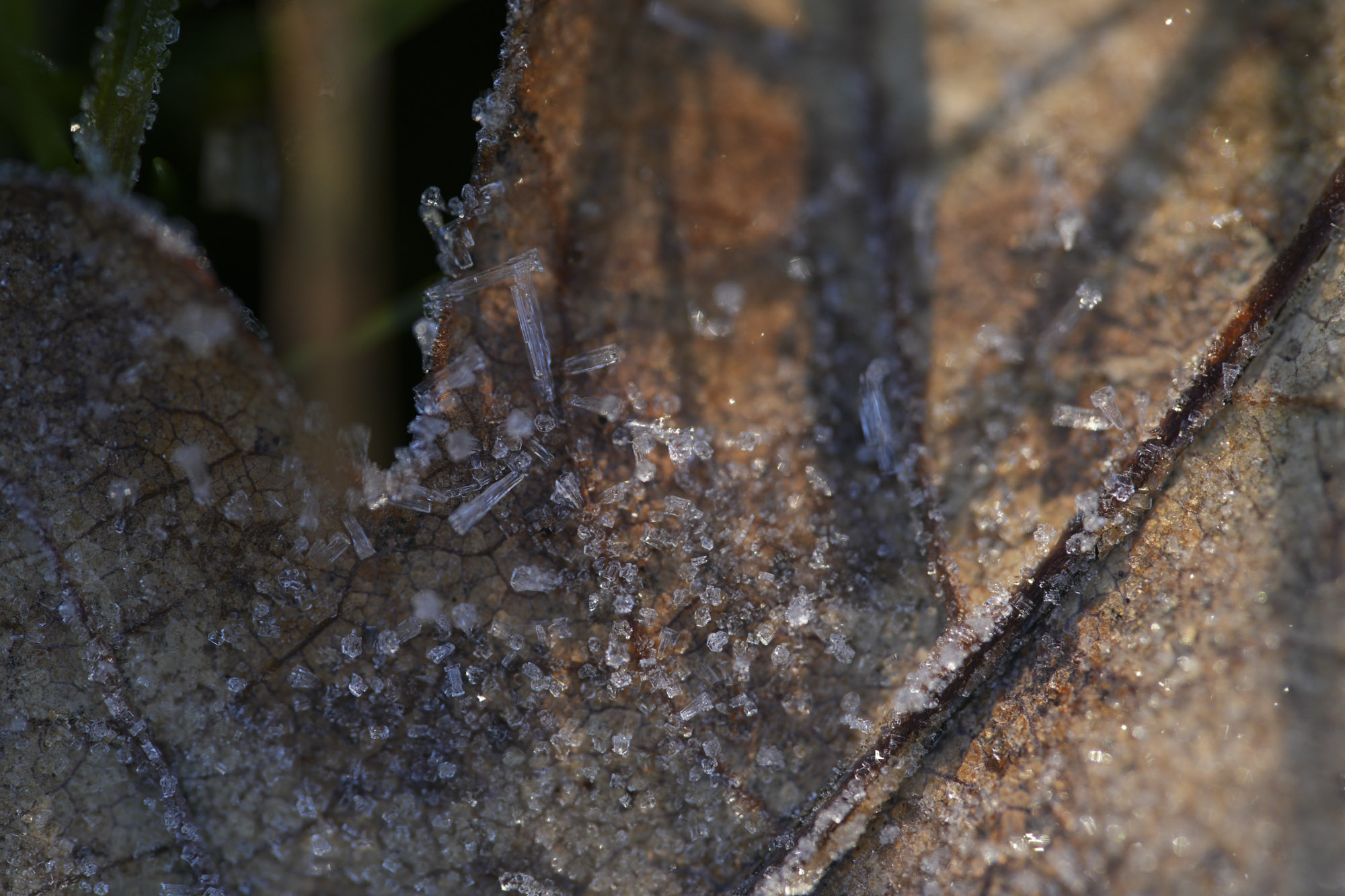 A test shot with the Sony FE 100mm f/2.8 Macro GM OSS showing its macro capabilities on some outdoor subjects
