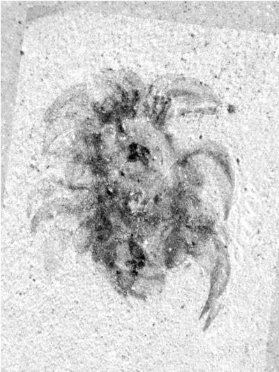Fossil of Wiwaxia, mouthparts are visible towards front.