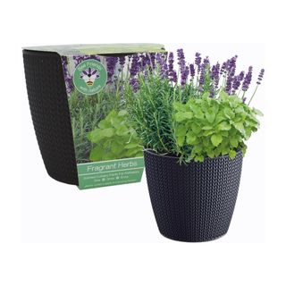 Packaged Bee Friends Scented Herbs Growing Gift Set