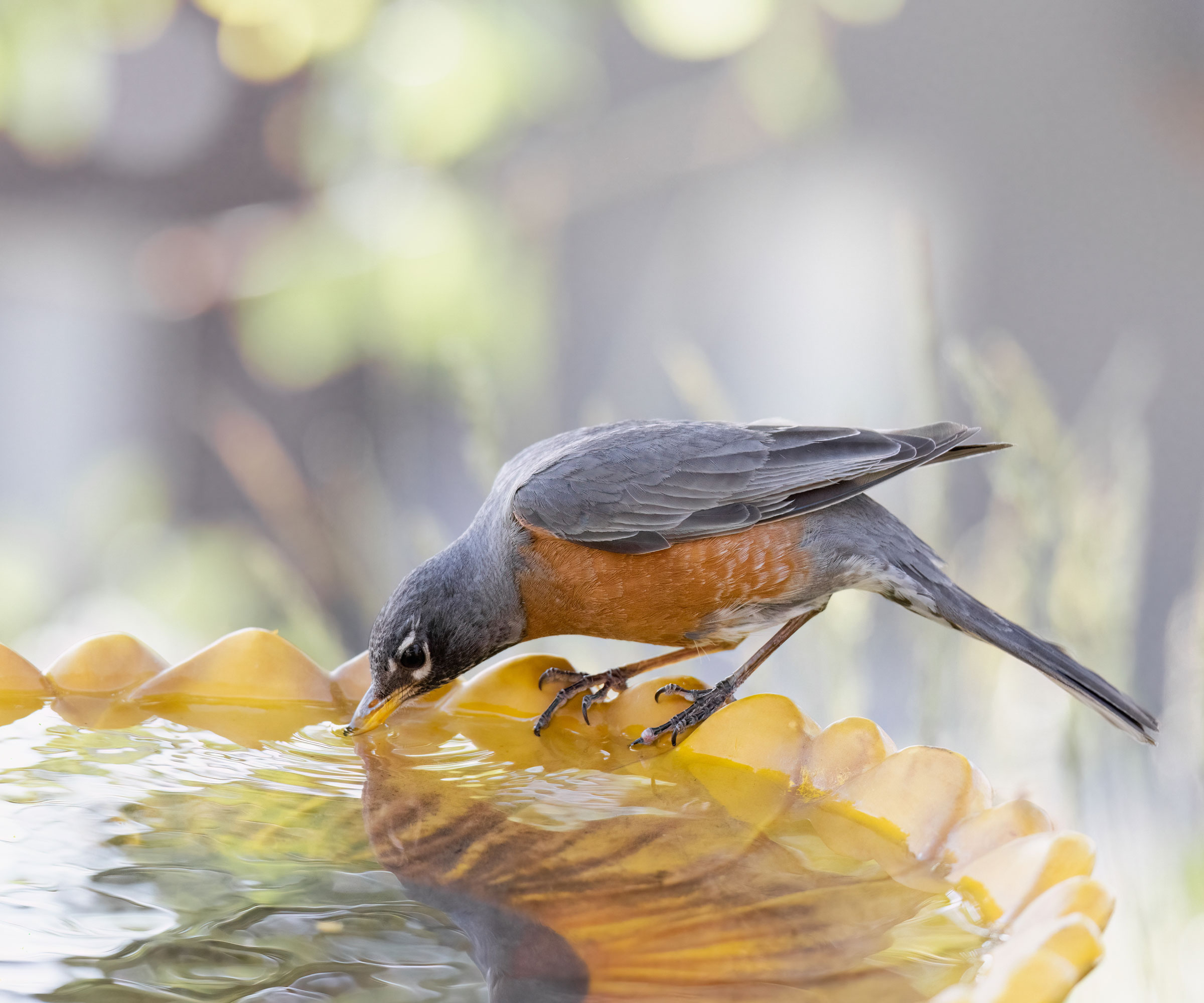 bird drinking cautiously from bird bath
