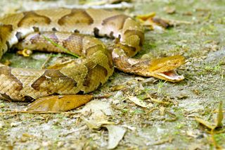 na Rozdíl od většiny jedovatých hadů, copperheads dát žádné varovné příznaky a udeřit téměř okamžitě, pokud se cítí ohroženi.