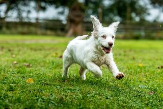 clumber spaniel