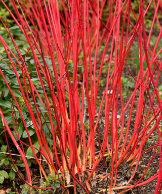 red stems of Sibirica red twig dogwood