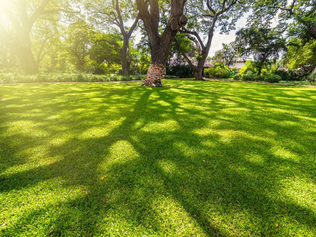 shade-tolerant-grass-learn-about-the-best-grass-seed-for-shade