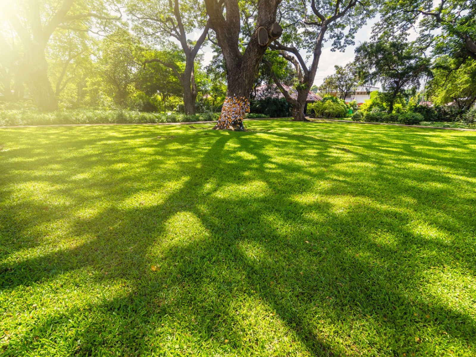 Grass for shady deals areas