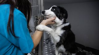 Woman petting dog's face