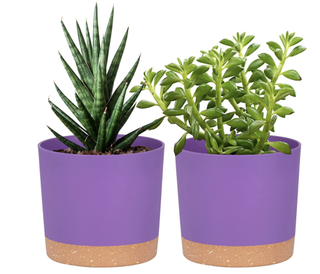 purple plant pots