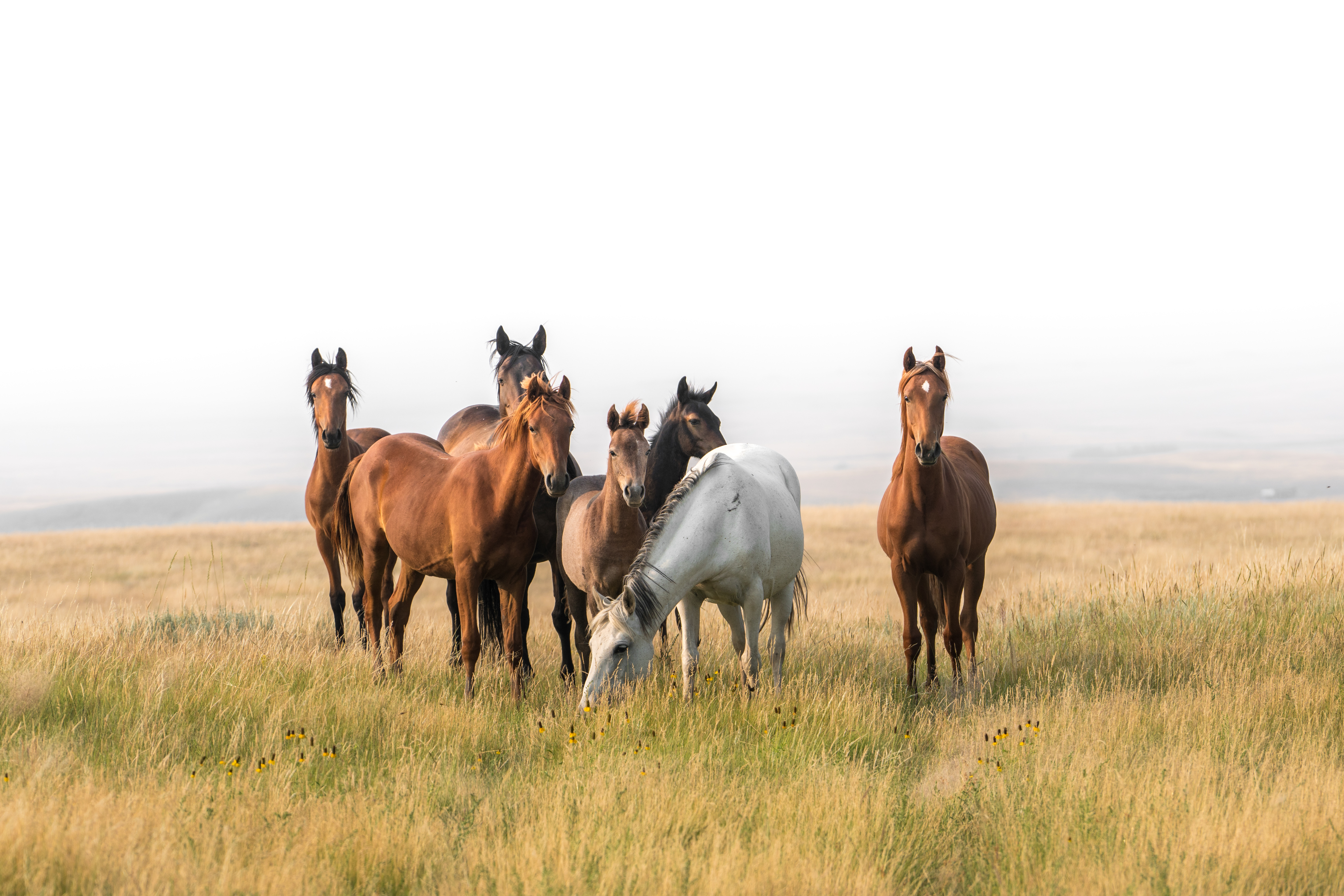 Pack of wild horses on a grassy plain