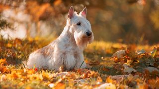 Scottish Terrier (Scottie)