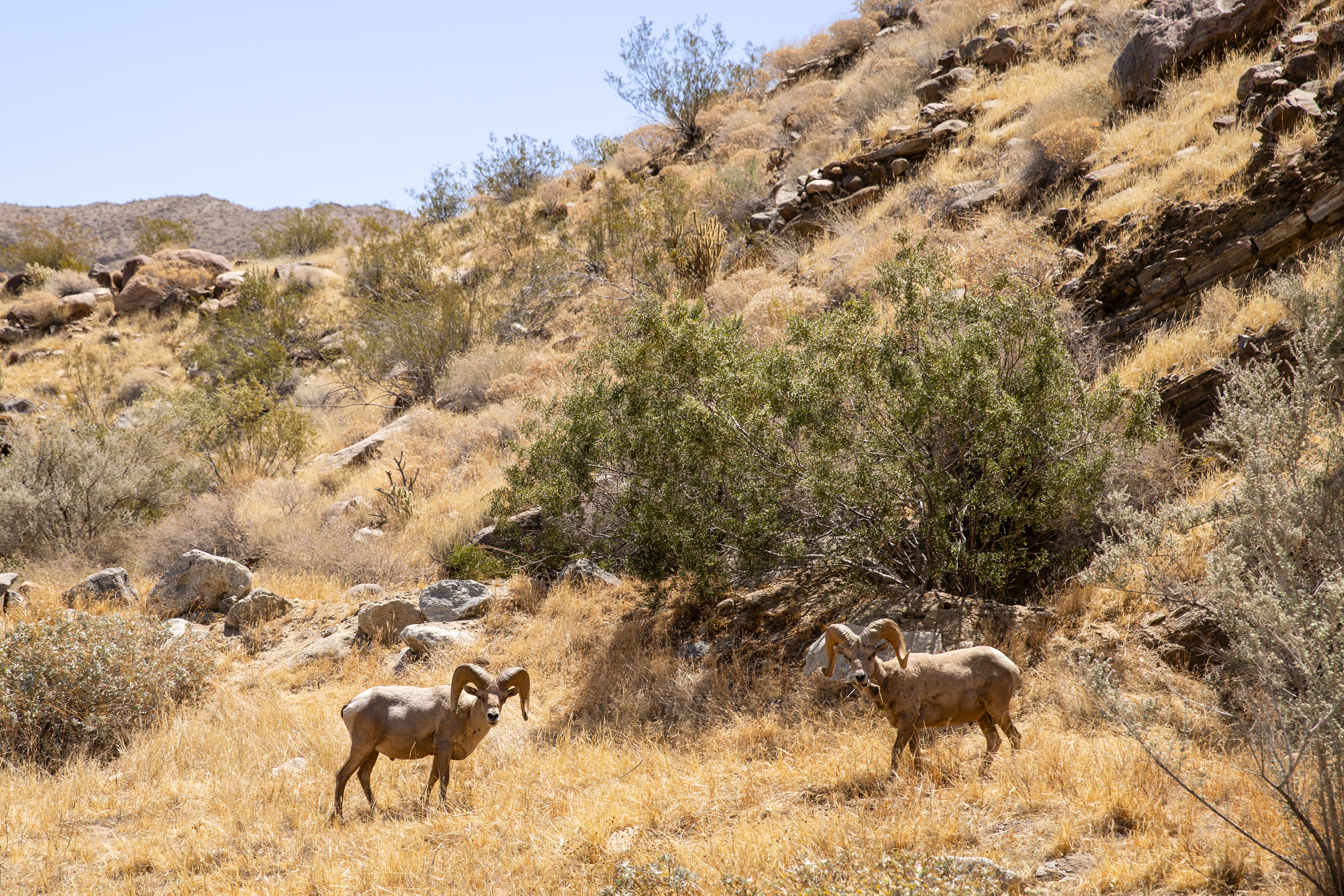 Desert Bighorn Sheep in Palm Springs