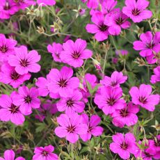 hardy geranium plants with bright pink flowers